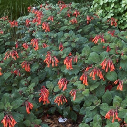 Fuchsia Gartenmeister Bonstedt - Pb6.5 - Image 2