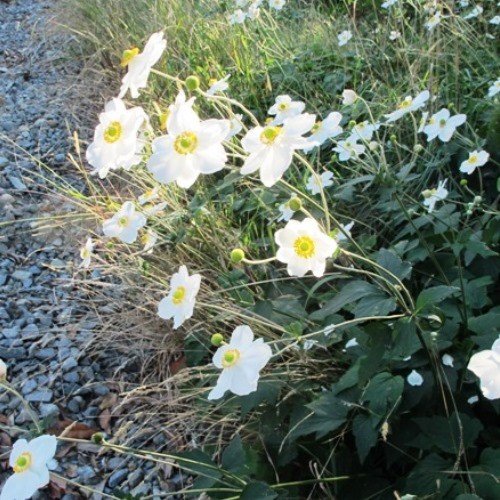 Anemone japonica Snow Queen - Pb6.5 - Image 2