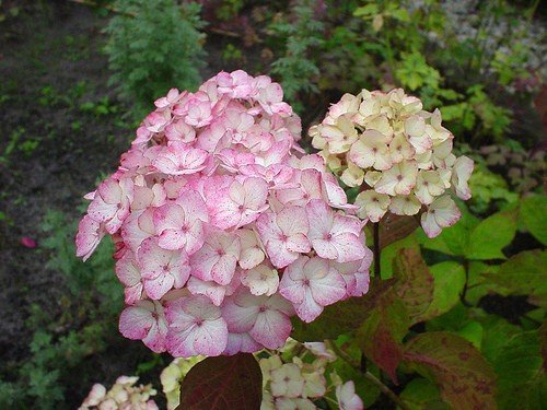 Hydrangea Preziosa - Pb6.5 (40/60)