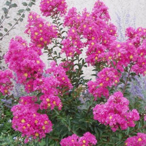 Lagerstroemia Bergerac, Crepe Myrtle - Pb5