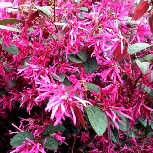 Loropetalum Firedance - Pb5 (20/30) - Image 2