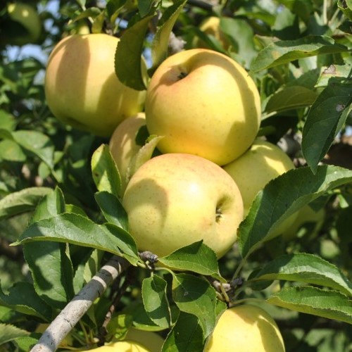 Apple Triple Splendour/Golden Delicious/Royal Gala - Image 2