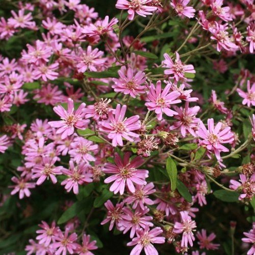 Olearia phlogopappa - pb6.5 - Image 2