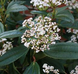 Viburnum davidii (male) - Pb5 (20/30)