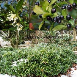 Sarcococca humilis, Dwarf Sweetbox - Pb5