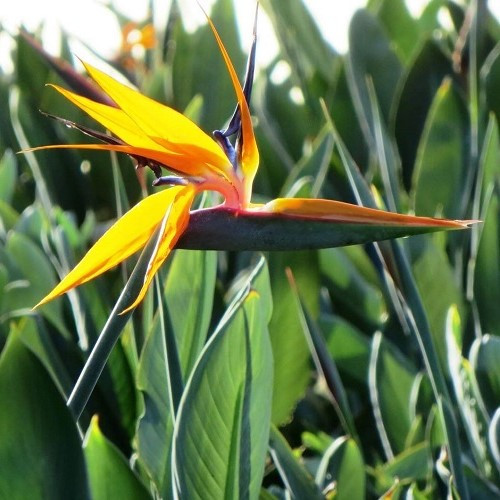 Strelitzia reginae, Bird Of Paradise - 2/2.4 ltr - Image 2