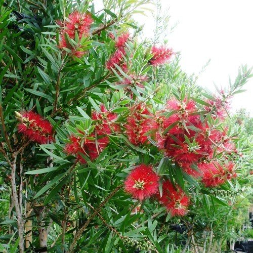 Callistemon Red Clusters - Pb6.5 (60/120) - Image 2