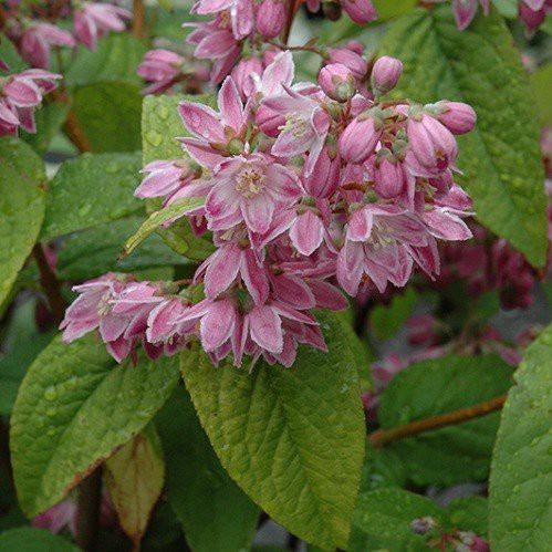 Deutzia Magician - Pb6.5 (40/50)
