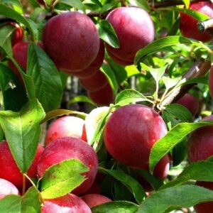 Plum Wilson's Early - Pb18
