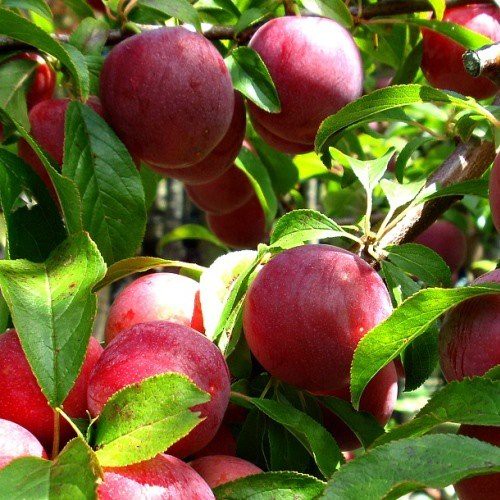 Plum Wilson's Early - Pb18