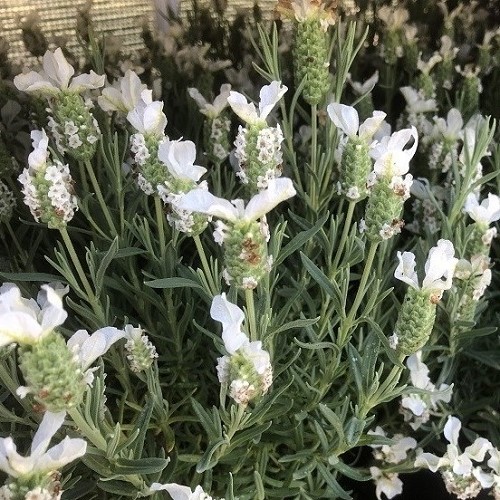 Lavandula stoechas Snowman - Pb5