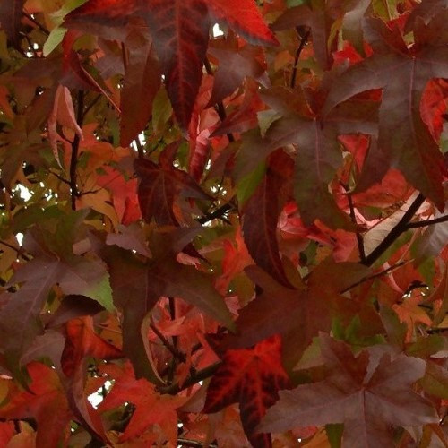 Liquidambar Lane Roberts, Sweet Gum - Pb18 - Image 2