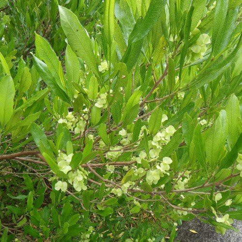 Dodonaea viscosa, Hop Bush - Pb3