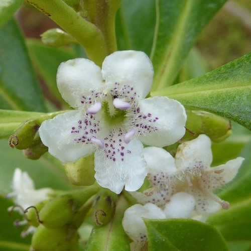 Myoporum laetum, Ngaio - Pb5 - Pb6.5 - Image 2