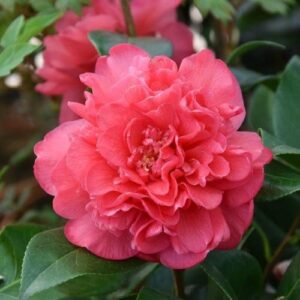 Camellia Anticipation - Pb6.5