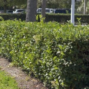 Viburnum x Hedge Master - 25Ltr (150/180)