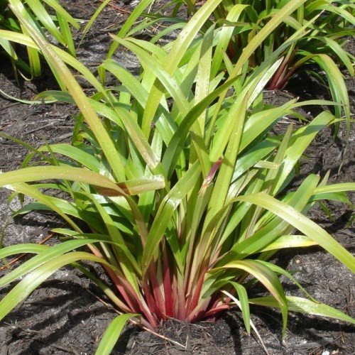 Dianella Tas Red - (10/15)PVR