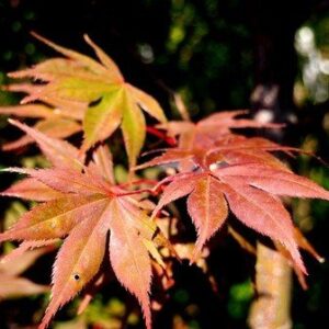 Acer Okagami - Pb18