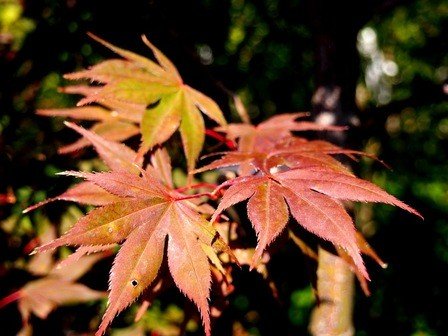 Acer Okagami - Pb18