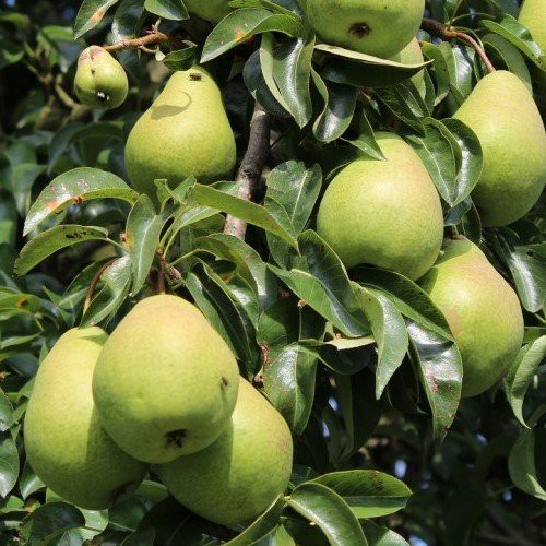 Pear Beurre Hardy - Pb18 (170/230)