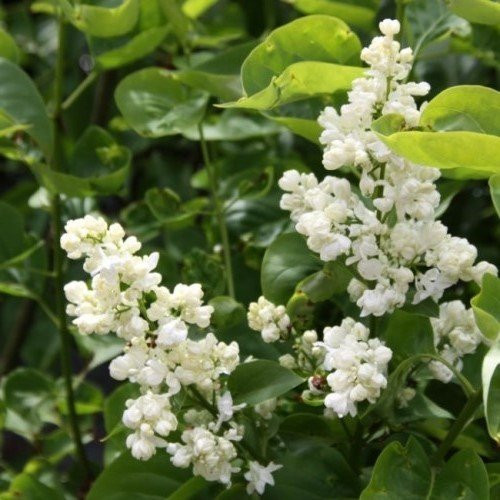 Syringa Princess Clementine, Lilac - Pb12/Pb18 - Image 2