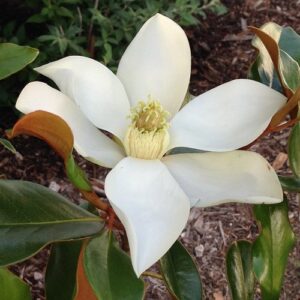 Magnolia Kay Parris - 4Ltr
