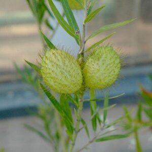 Asclepias fruticosa, Swan Plant