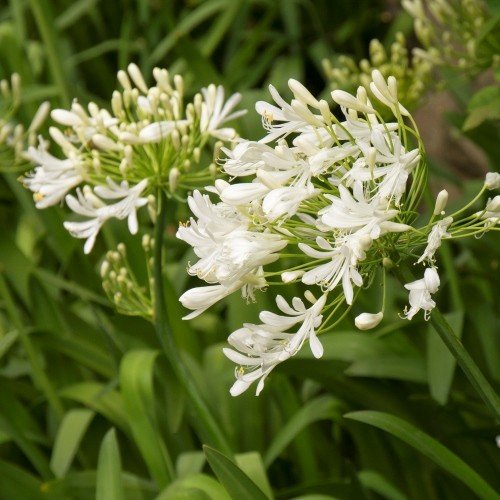 Agapanthus Snow Baby - Pb5 - Image 2