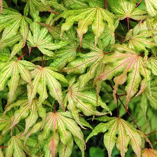 Acer Aka Shigitatsu Sawa - Pb18 - Image 2