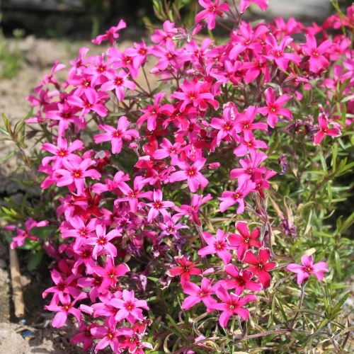 Phlox Scarlet Flame - Pb6.5 - Image 2
