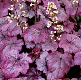 Heuchera Plum Royale - 2Ltr