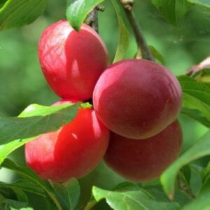 Plum Hawera - Pb18