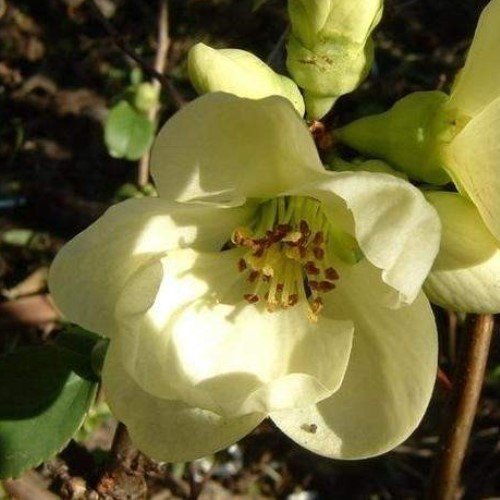 Chaenomeles Green Ice - Pb6.5 - Image 2