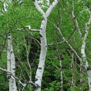 Betula platyphylla Japonica, Japanese White Birch - Pb18 (170/220)