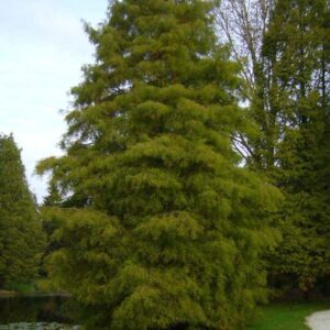 Taxodium distichum, Bald Cypress - Pb18 (140/180cm)