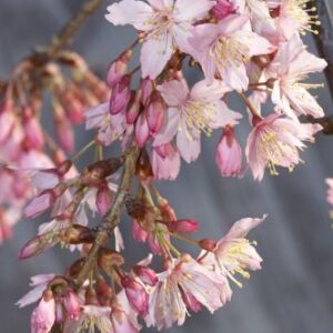 Prunus Pink Cloud (H/W) - Pb40/Pb60 (150)
