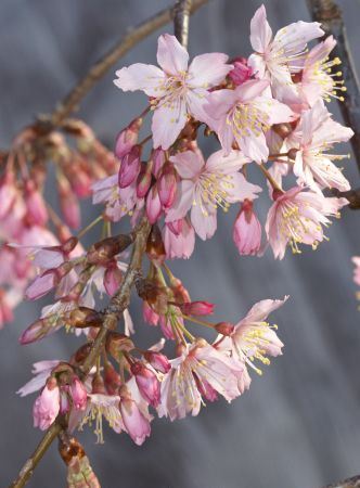 Prunus Pink Cloud (H/W) - Pb40/Pb60 (150)