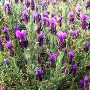 Lavandula stoechas Pukehou - 1Ltr/Pb5