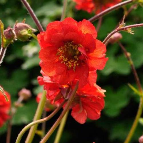 Geum Mrs Bradshaw, Avens - Pb6.5 - Image 2