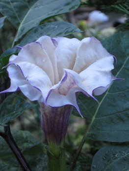 Datura inoxia - Pb6.5