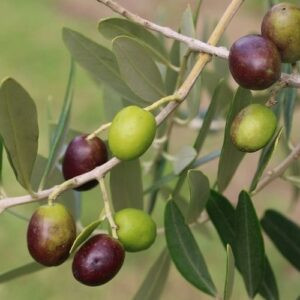 Olive Rakino - 25Ltr