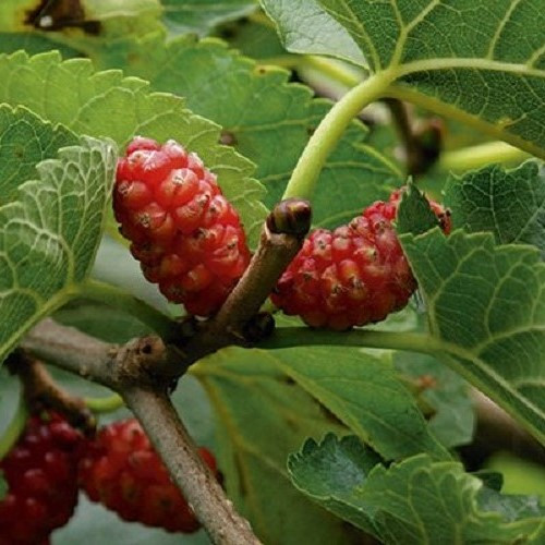 Morus Hicks Early, Mulberry - 3Ltr
