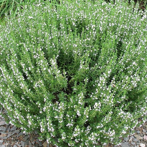 Rosmarinus Alba - 2.5Ltr