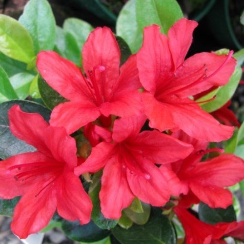 Azalea Sherwood Red - 1.25Ltr - Image 2