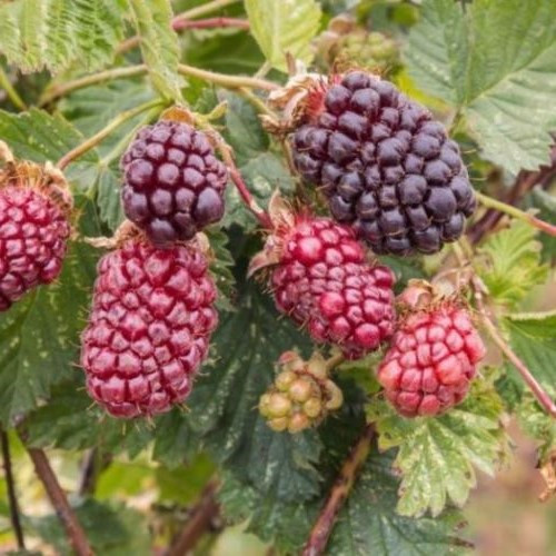 Boysenberry Starlight - 3Ltr