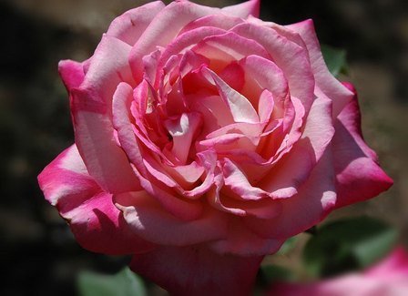 Rose Olympic Torch (bush, hyb. tea)