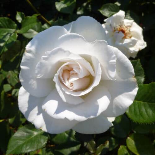 Rose Margaret Merril (floribunda, bush) - Image 2