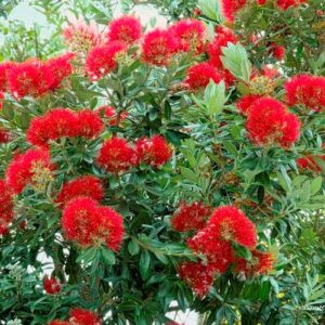 Metrosideros excelsa, Pohutukawa. - Pb6.5
