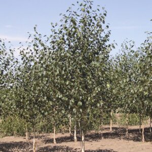 Betula Black Prince, Purple Birch - Pb18