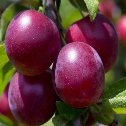 Plum Angelino - Pb18 - Image 2